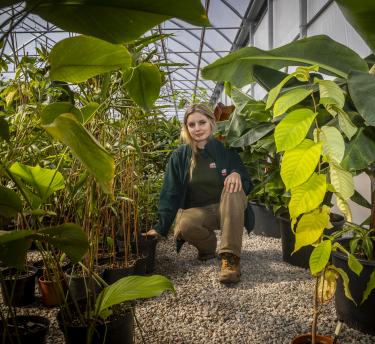 Gardener crouching down surrounded by tropical plants in pots in a nursery